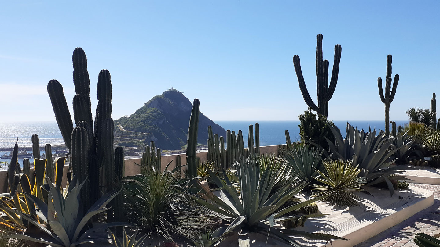 Agave Garden