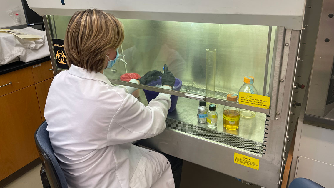 Working with bacterial cultures in the germicidal hood.