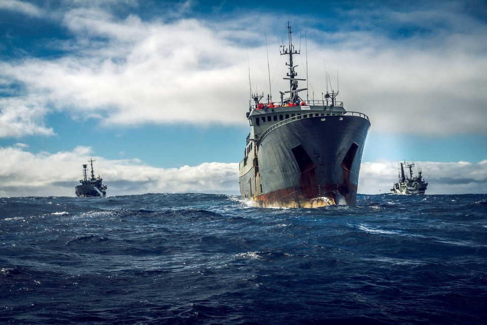 Fugitive fishing vessle "The Thunder" pursued by Sea Shepherd vessles the Bob Barker and the Sam Simon