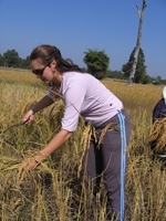 BarnwellHarvestingWEB.jpg