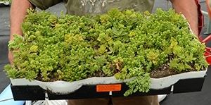 green_roof_plant