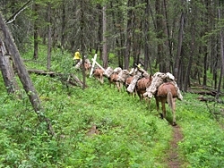 mule_train_250px.jpg