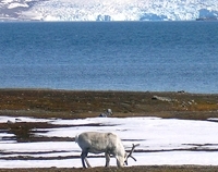 reindeer2.jpg