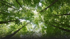 Image of treetops with sky in background.