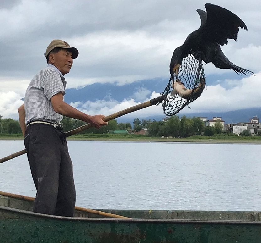 Benjy Renton - Cormorant Fishing, Xizhou_news.jpg