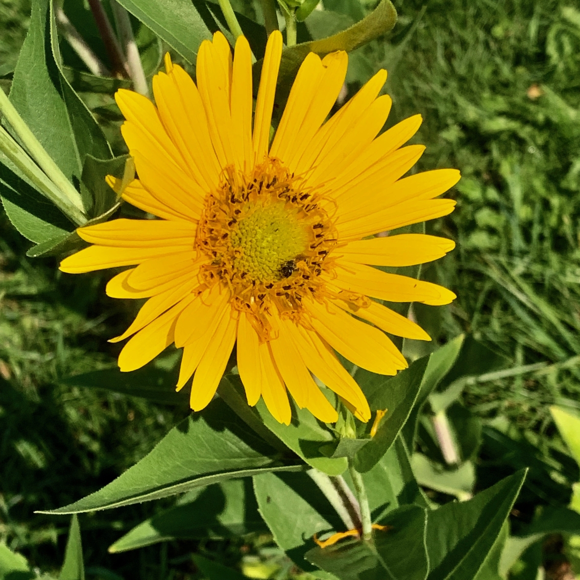 silphium_knoll_0919.jpeg