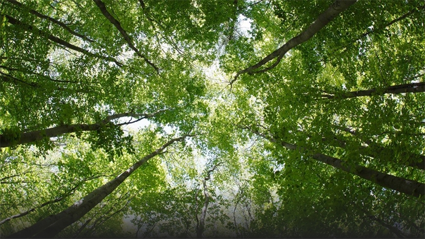 Image of treetops with sky in background.