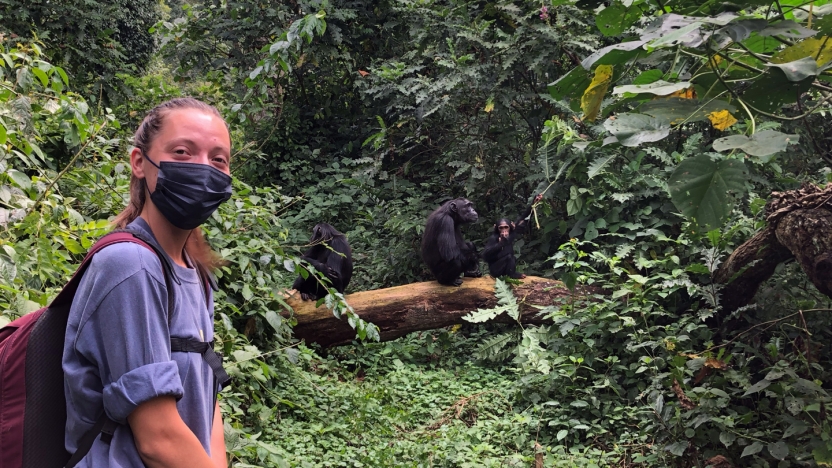 Student with mask in the foreground of a wooded area with chimpanzees in the distance.https://kibalechimpanzees.wordpress.com/https://kibalechimpanzees.wordpress.com/