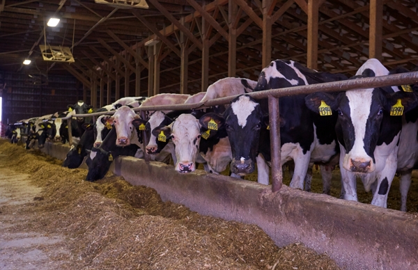 goodrich_farm_cows_news_feature.jpg