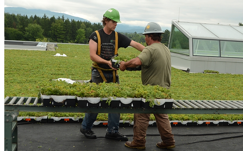 green_roof_squash