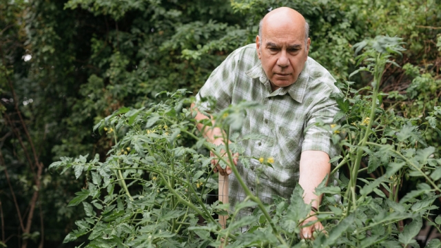 Jay Parini working in his garden.