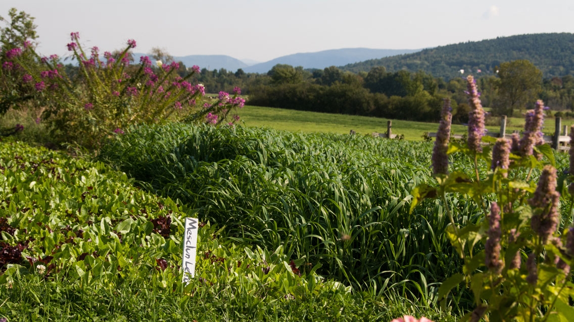 College garden.