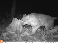 Bobcat next to a tree stump. Image from a camera trap taken at night.
