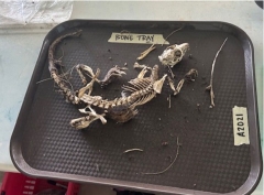 Small animal skeleton bones on a brown tray.