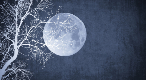 cover image of the moon through trees