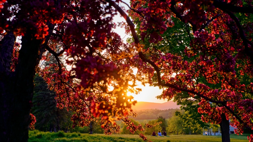 A view of the sunlight through Japanese maple trees on the campus of Middlebury College.