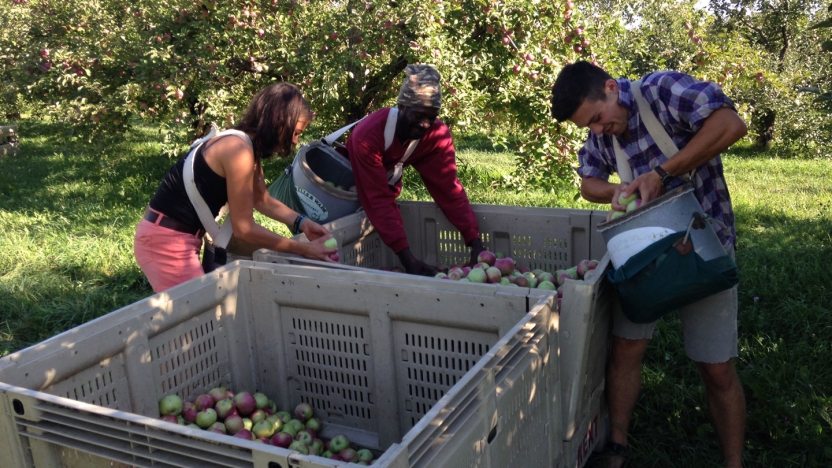 Apple picking.