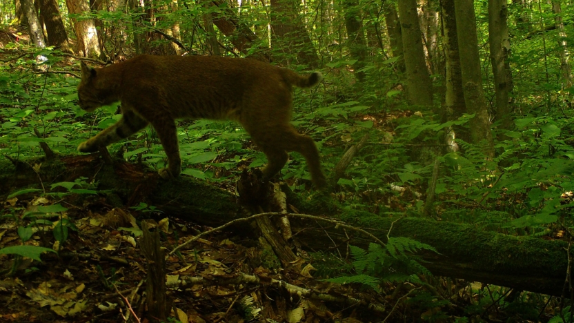 Bobcat seen in a camera trap study.