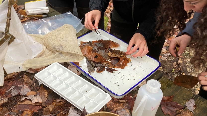 "Students sort through a sample of aquatic invertebrates to study variation in stream food webs over time in BIOL 304"