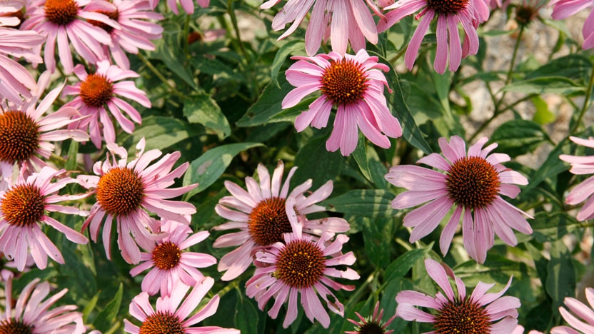 Closeup of flowers on the College Farm.