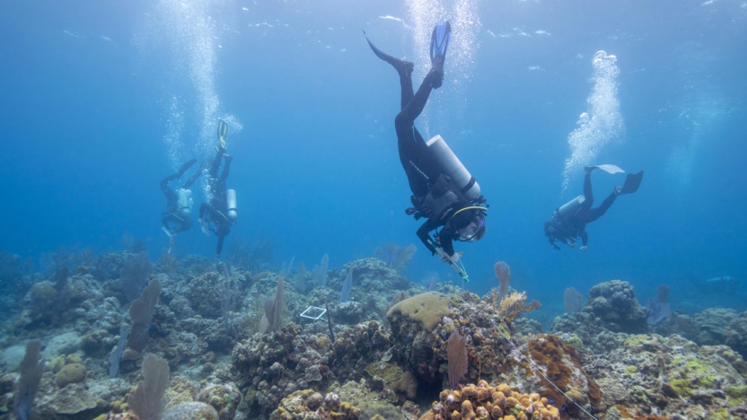 Biology students participate in a coral reef survey.