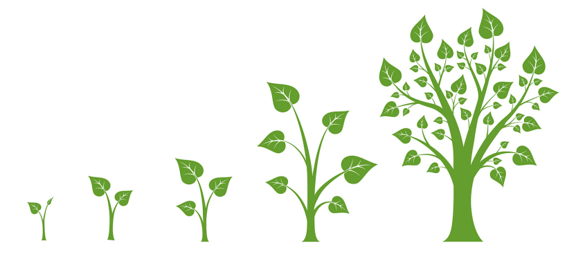 tree growth stages