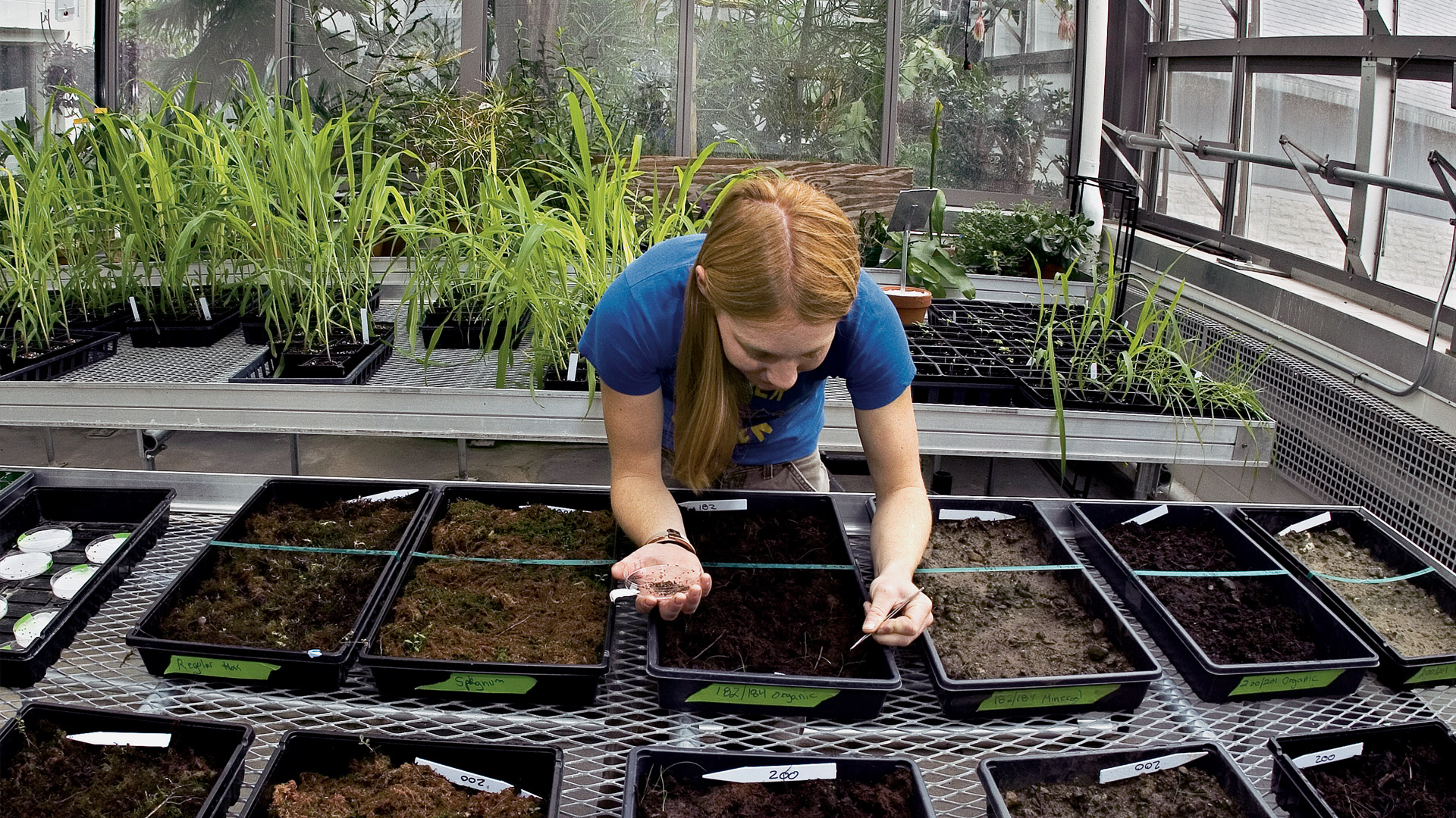 A student tends to her seedlings in the BiHall Greenhouse.