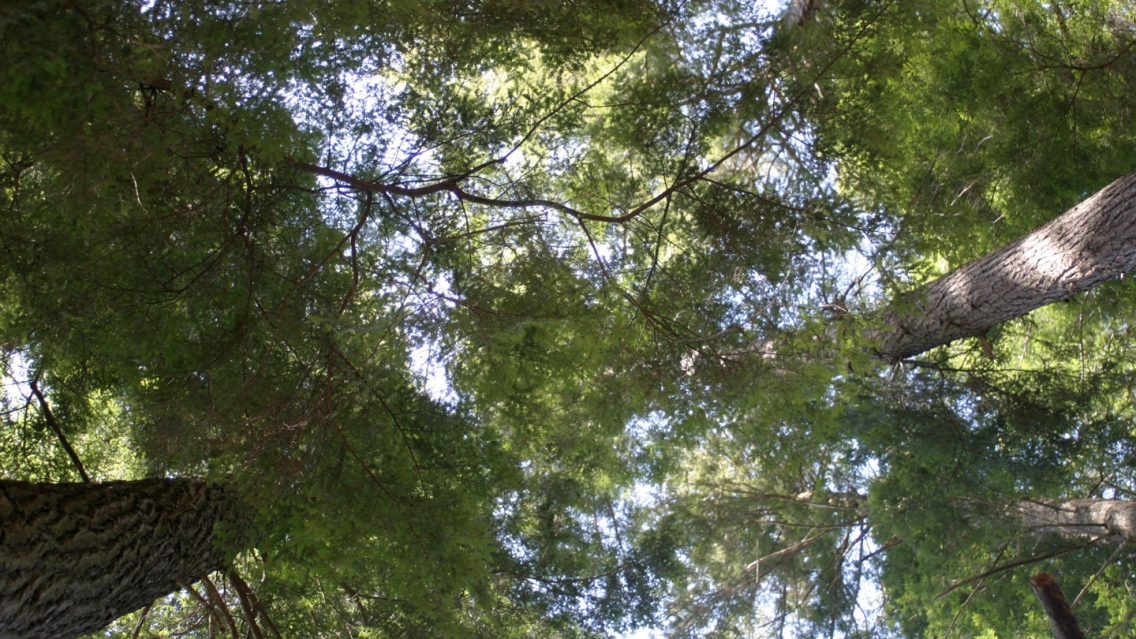 Battell forest canopy.