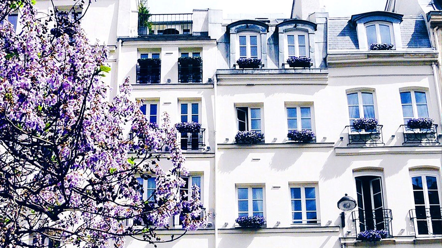 A blooming tree along a street in Paris.