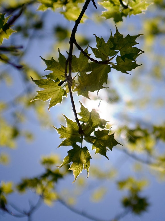 Scenic image of tree leaves in the sunlight.