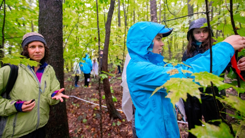 Biology students work in nearby woods to gather specimens from tree leaves.