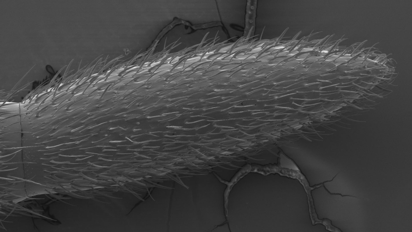 The tip of an ant antenna at 900x using the scanning electron microscope. Image taken by Hannah Gellert '22.