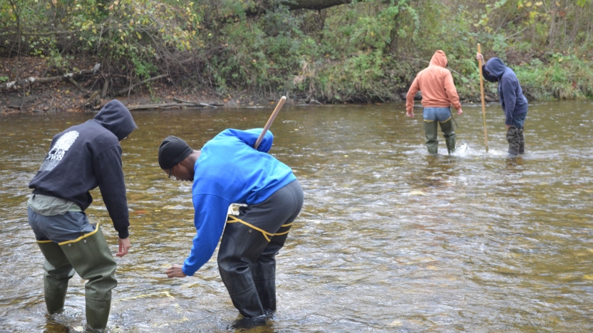 Sampling stream invertebrates in the Ecology and Evolution lab.