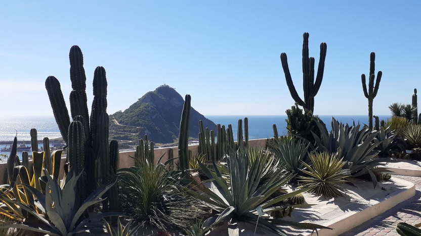 Agave Garden