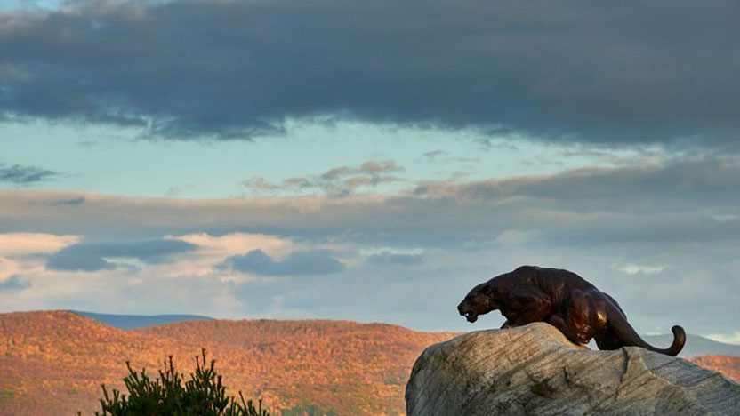 Panther on the rock