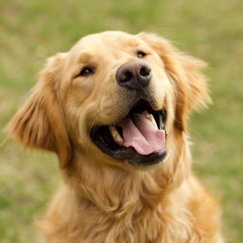 Golden Retriever