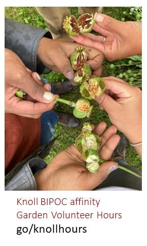 Image of human hands holding poppy seed pods