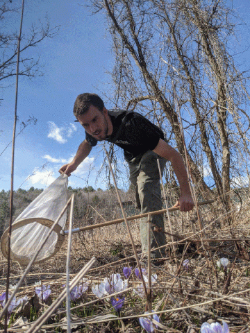 Image of a man catching bees