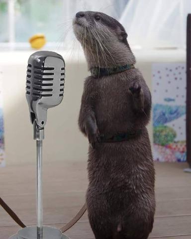 Picture of an Otter standing on his hind two legs speaking into an old fashion microphone
