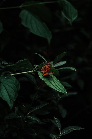 Green leaf in a garden with a monarch butterfly on the leaf