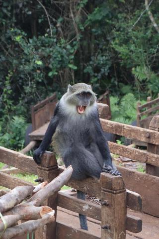 Monkey sitting on a fence post in Tanzania with mouth wide open.