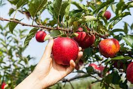 Hand picking an apple