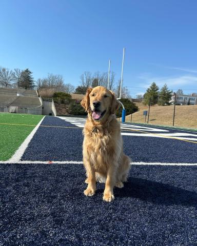 Milo the therapy dog