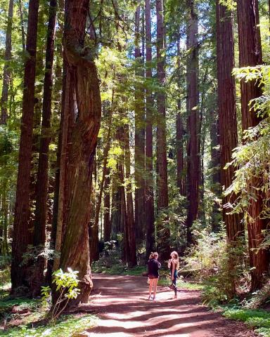 Students look up at redwood trees on a path in the woods.