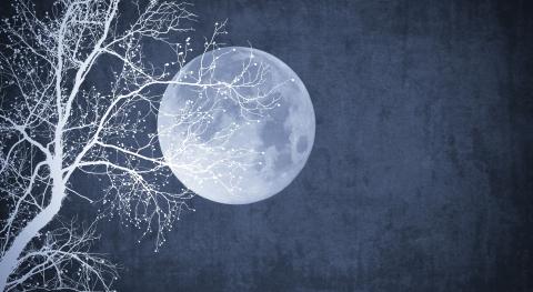 Full moon and overlapping silhouette of white tree branches before a dark blue background.