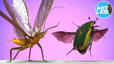 Ant Lab- two insects, one with wings, pink background.