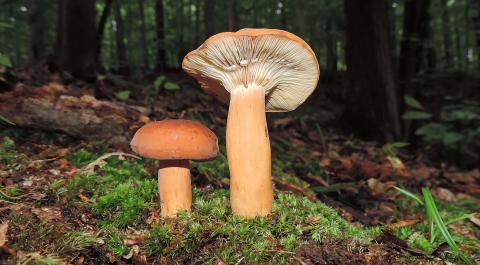 Image of a mushroom in the lactifluus genus