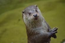 Otter looking at you