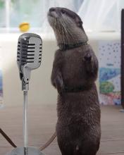 Picture of an Otter standing on his hind two legs speaking into an old fashion microphone
