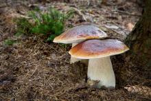 Boletus Edulis